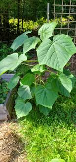Paulownia Shantong Paulownia Tomentosa Di Heavy Torch  Ornamental Garden Plant for Home Gardening