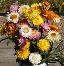 Yellow Strawflower Helichrysum Bracteatum Everlasting Seeds for reliable seasonal color