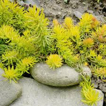 Sedum Rupestre Plant Seeds for a lasting display in the Ground Cover Garden