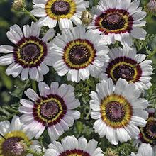 Flower Scabiosa Atropurpurea Cockade Native Heirloom Perennial Seeds for growers filling out the Pollinator Gardens