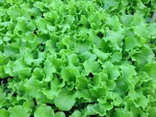 Grand Rapids Leaf Lettuce Seeds known for crisp, Tender Salad Greens