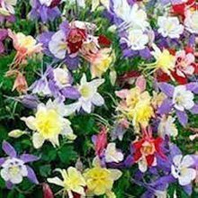Aquilegia Green Seeds for growers establishing the Flower Gardens