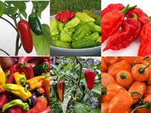 Achar Hot Pepper Seeds (Capsicum annuum) for growers stocking the Spicy Kitchen Garden Planting