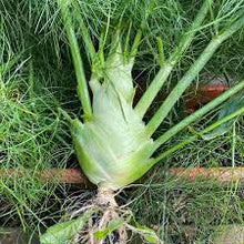 Fennel Plants for a fragrant addition to the herb patch