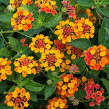 Sunset Lantana Flower Seeds et  Ornamental Garden Plant Garden Plant Seeds