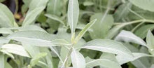 White Sage Seeds et  Ornamental Garden Plant for Home Gardening