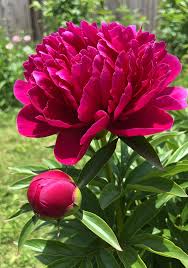 Peony Flower Seeds Rare Shrub Kinkaku Light Red Dark Gold Professional Paeonia Suffruticosa  Ornamental Garden Plant for Home Gardening