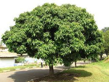 Gr Nbl Ttrige Mangob Ume Mangifera Indica  Ornamental Garden Plant for Home Gardening