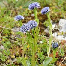 Plant Seeds (Globularia nudicaulis) for a lasting display in the alpine gardens or rockery outdoor spaces