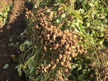 Peanut Plants for a colorful addition to any planting