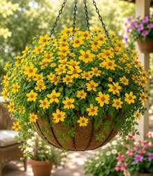 Orange Flora and Daisy Ice Flow Iceplant Seeds for a sweet addition to the home orchard