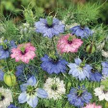 Love-in-a-Mist Nigella Damascena Seeds valued for cottage Cut Flower Use