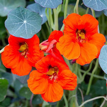 Nasturtium Red Seeds (Kaiserin von) for reliable seasonal color
