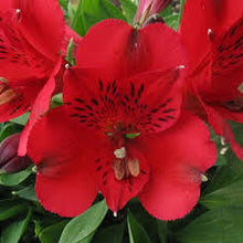 M Lange De Graines D Alstroemeria Lys P Ruvien Alstroemeria Inca Bandit Seeds Planta  Ornamental Garden Plant for Home Gardening
