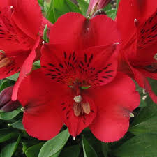 M Lange De Graines D Alstroemeria Lys P Ruvien Alstroemeria Inca Bandit Seeds Planta  Ornamental Garden Plant for Home Gardening