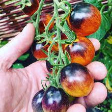 Lecker Bio-Fleischtomate Seeds for gardeners building out beds and borders