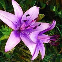 Lily Lilium Hybrida Super Large Scent Rare Mix Seeds for colorful blooms in the Garden Indoor Pots