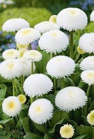 Bellis Perennis & Chrysanthemum Daisy Seeds known for outdoor Planting