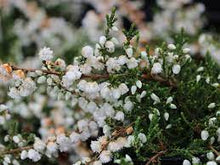 Heirloom Non-GMO Kinlochruel White Heather (Calluna Vulgaris Seeds valued for beautiful White Flowering Shrubs