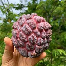 Sugar Apple Seeds (Annona squamosa) for a homegrown harvest from the tropical home gardens and fruit groves