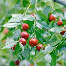 Fresh And Sweet G Antes Jujube Seeds Planted In Red age Of  Ornamental Garden Plant Garden Plant Seeds