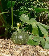 Golden Oblong Pumpkin Seeds for growers stocking the Vegetable Garden