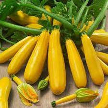 Yellow Crookneck Summer Squash Seeds for home growers seeking a reliable harvest
