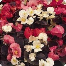 Herrlich Begonia Trinken Mix Seeds for reliable seasonal color