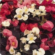 Herrlich Begonia Trinken Mix Seeds for reliable seasonal color