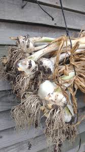 Authentic Elephant Garlic Starter Corm Seeds with Easy Growing Method  Ornamental Garden Plant Premium Quality Seeds