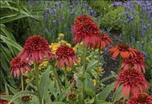 Echinacea 'Hot Papaya' Fire Red Coneflower Seeds for growers wanting a homegrown harvest