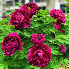 Chinese Suffruticosa Peony Seeds for colorful blooms in the Garden & Pot Planting