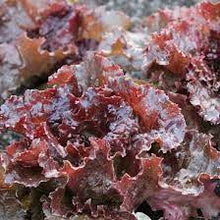 Bronze Leaf Lettuce Seeds for a productive addition to the vegetable patch