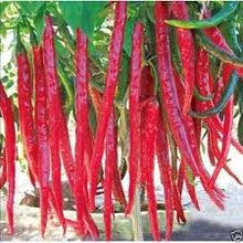 Red Missile F Chili Pepper Seeds for home growers seeking a reliable harvest
