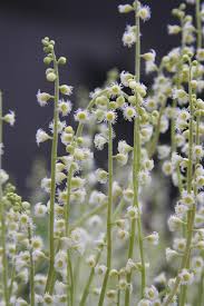 Wildflower Daucus Carota Cap Bishop’s Seeds for growers filling out the Pollinator Open Spaces