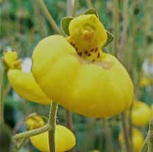 Gold Pocketbook Seeds (Calceolaria herbeohybrida) for colorful blooms in the container gardens
