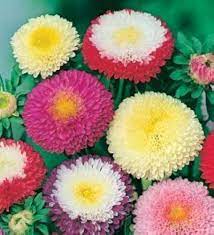 Aster Callistephus Chinensis Mixed Seeds for growers filling out the Pollinator Seasonal Color Beds