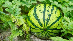 Watermelon Seeds