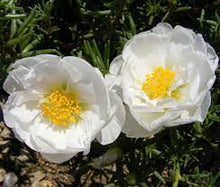 Moss Rose Portulaca Grandiflora White Ground Cover Seeds prized for sunny Spots