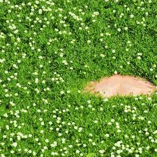 Irish Moss ��������� Sagina subulata ��������� for groundcover garden planting