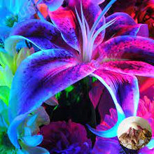 Perfumed Lily Blue Seeds valued for indoor Bonsai
