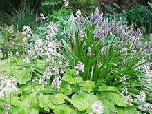 Foamflower Tiarella Cordifolia Heartleaf Seeds for a lasting display in the Shaded Garden Ground Cover