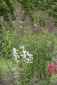 Verbena Rosa Spiers Seeds grown for bright Pink Verbena Flowers