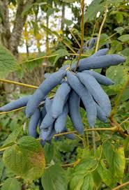Blue Sausage Tree Seeds Decaisnea Fargesii Halloween Fun Cold Resistant Exotic et  Ornamental Garden Plant for Home Gardening