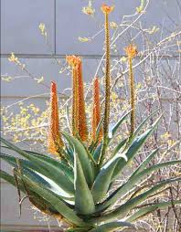 Aloe Africana Seeds (Aloe africana) for easy-care planting in the Herb Garden & Landscape