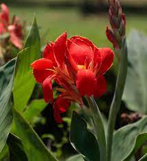 Lucifer Dwarf Bulrush Seeds for a bright addition to the Flower Water Gardens