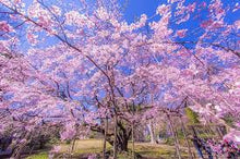 Prunus pendula Weeping Cherry Tree Seeds
