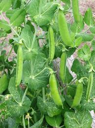 Sugar Ann Snap Peas Seeds (Pisum sativum) for growers stocking the Vegetable Patch