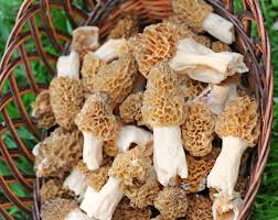 Morel Spore Seed Growing Kit to Germinate and Grow Grams of Gourmet Mushrooms  Ornamental Garden Plant Premium Quality Seeds