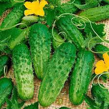 Homemade Pickles Pickle Cucumber + Seeds for growers stocking the Garden Growing
